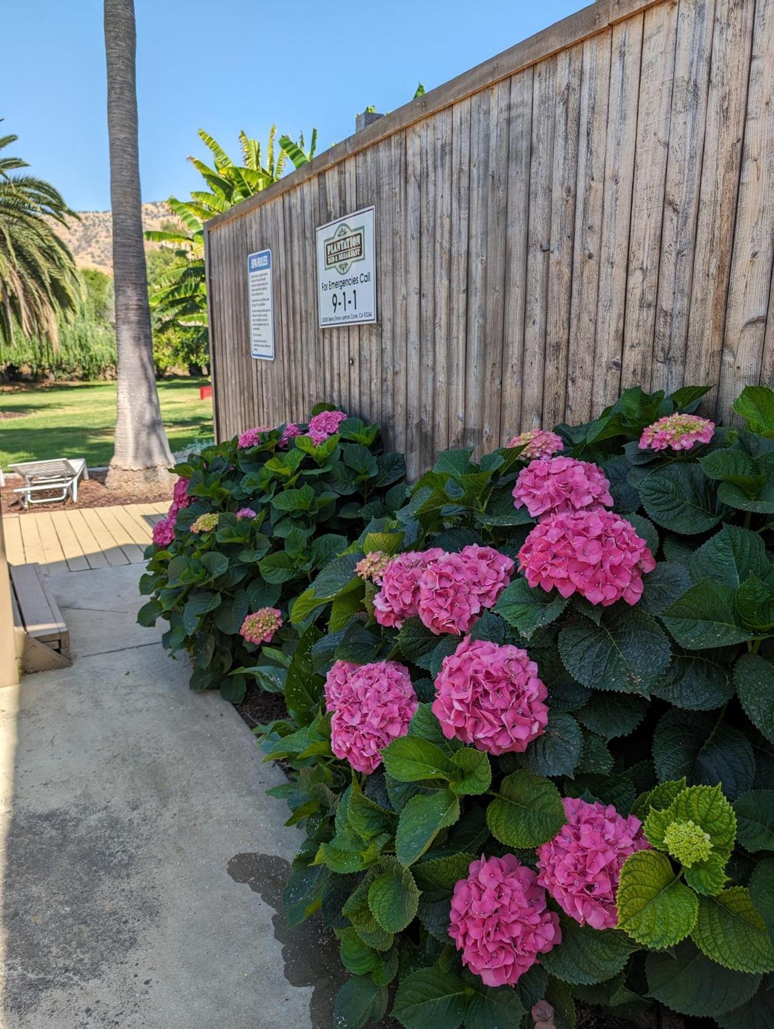 แพลนเตชั่น เบด แอนด์ เบรคฟาสต์ Bed & Breakfast Lemon Cove ภายนอก รูปภาพ